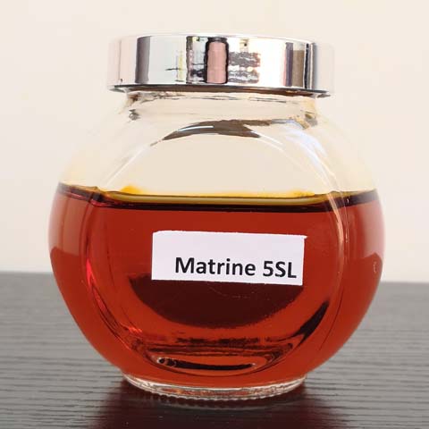 Matrine; Matrinium; CAS NO 519-02-8; EC NO 610-750-6; bioinsecticide