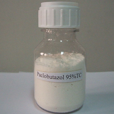 Paclobutrazol; CAS NO 76738-62-0; PGR; conazole plant growth regulator with some fungicidal activity for ornamentals, fruit and other crops to inhibit vegetative growth
