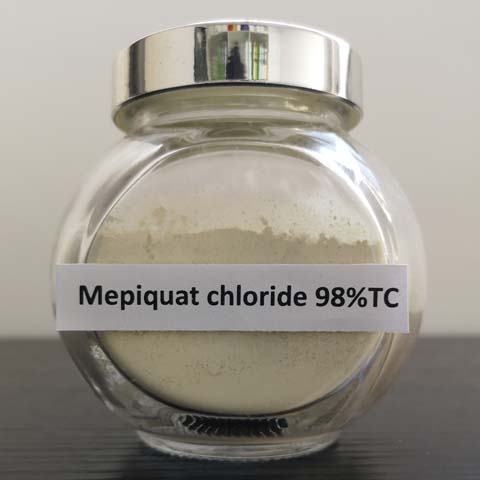 Mepiquat chloride; CAS NO 24307-26-4; plant growth regulator used to reduce vegetative growth including sprout suppression in onions, leeks and garlic
